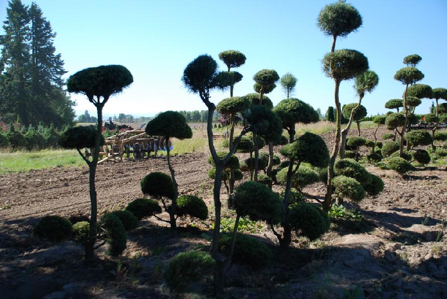 Pinus Syl. Beacon Hill — photo 1