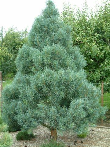 Pinus sylvestris Bonna — photo 1