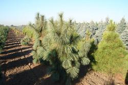 Pinus wallichiana 'Zebrina' — photo 1