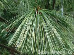 Pinus wallichiana 'Zebrina' — photo 2