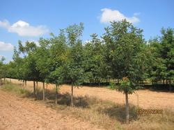 Pistacia chinensis — photo 1