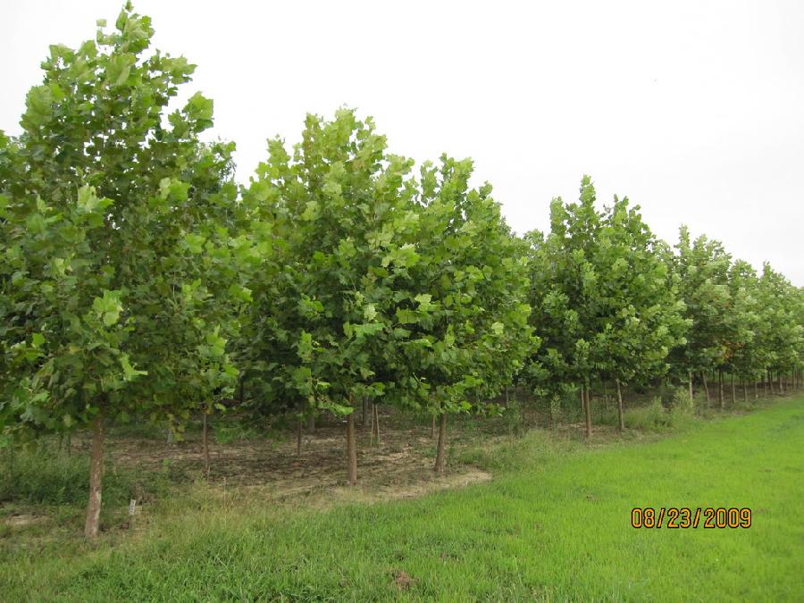 Platanus x acerifolia 'Bloodgood'