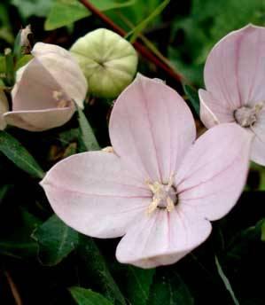 Platycodon grandiflorus 'Fuji Pink' — photo 1