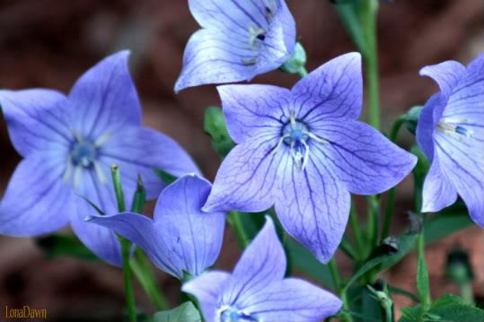 Platycodon grandiflorus 'Sentimental Blue' — photo 1