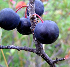 Plum Beach — photo 1