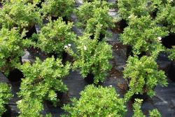 Potentilla fruticosa 'Abbotswood' — photo 2