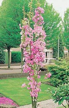 Prunus Amanogawa — photo 1
