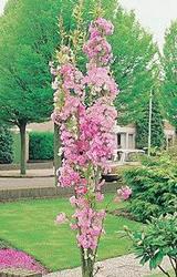 Prunus Amanogawa — photo 1