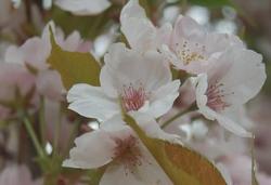Prunus Amanogawa — photo 2