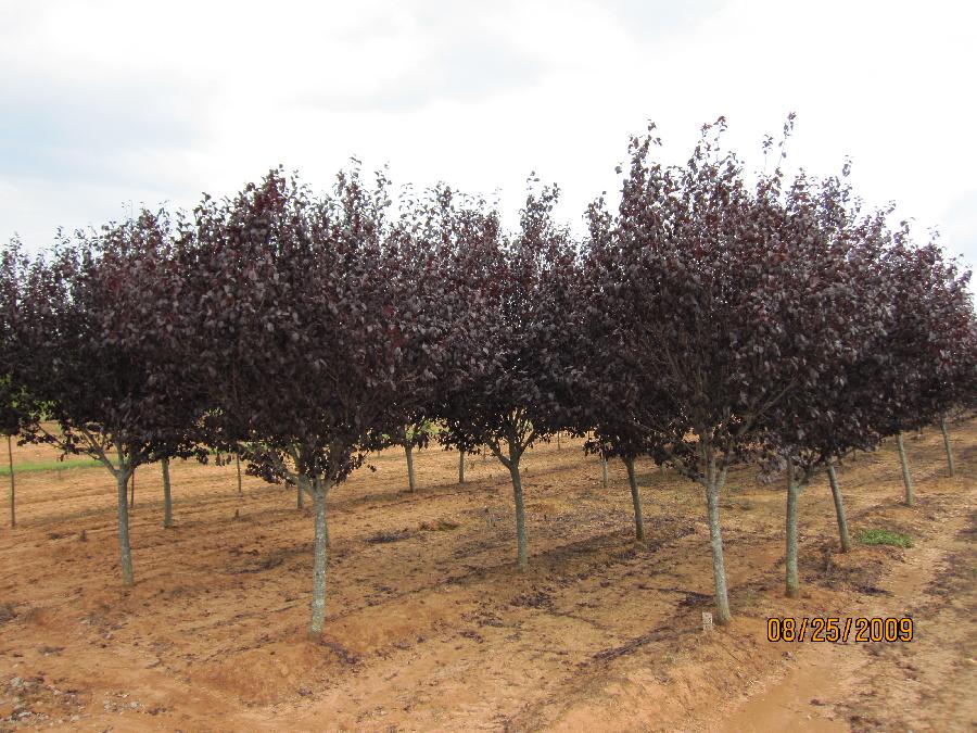 Prunus cerasifera 'Krauter Vesuvius'