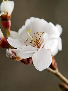 Prunus Hally Jolivette