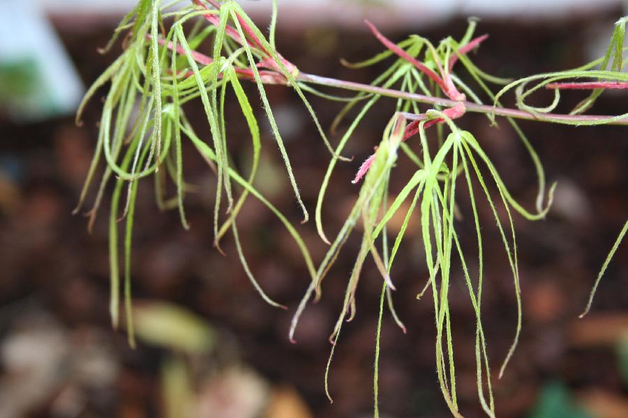 Acer palmatum 'Koto Ito Komachi' — photo 1