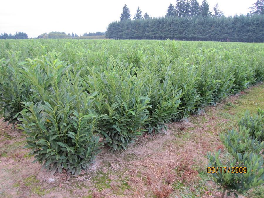 Prunus laurocerasus Schipkaensis