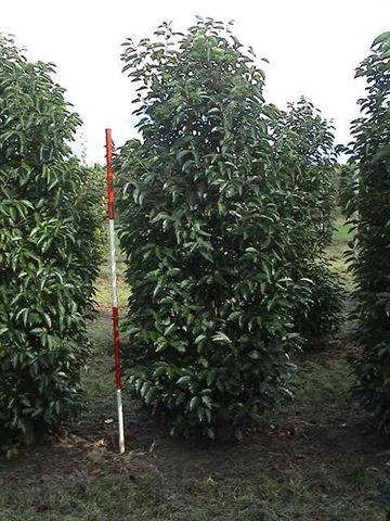 Prunus maritima