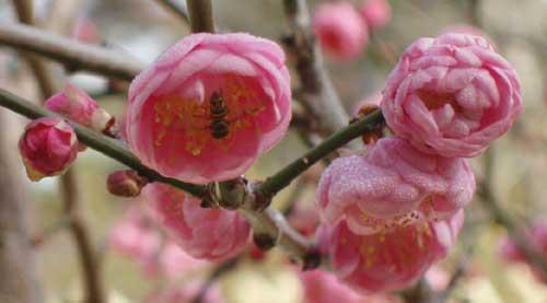 Prunus mume Peggy Clarke