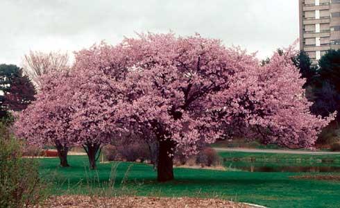 Prunus sargentii — photo 1