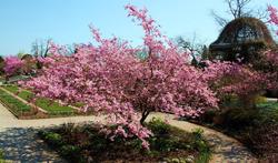 Prunus sargentii — photo 2