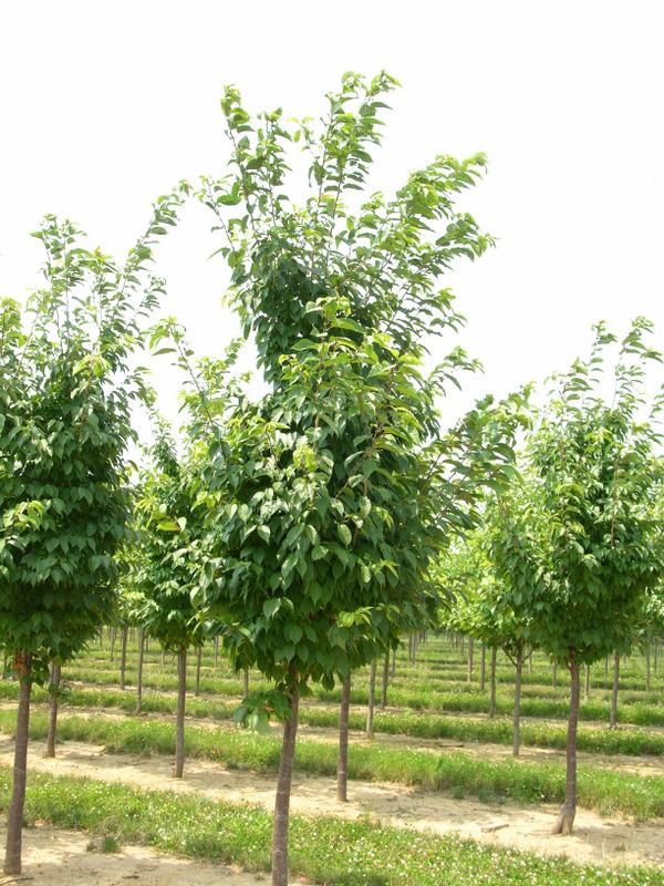 Prunus sargentii Princeton Snowcloud — photo 1