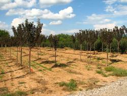 Prunus serrulata 'Royal Burgundy' — photo 1