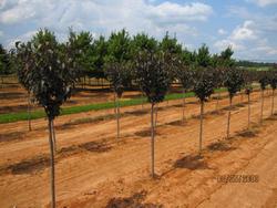 Prunus serrulata 'Royal Burgundy' — photo 2