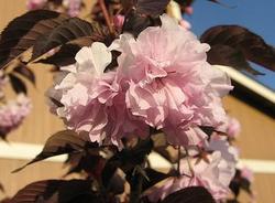 Prunus serrulata 'Royal Burgundy' — photo 3