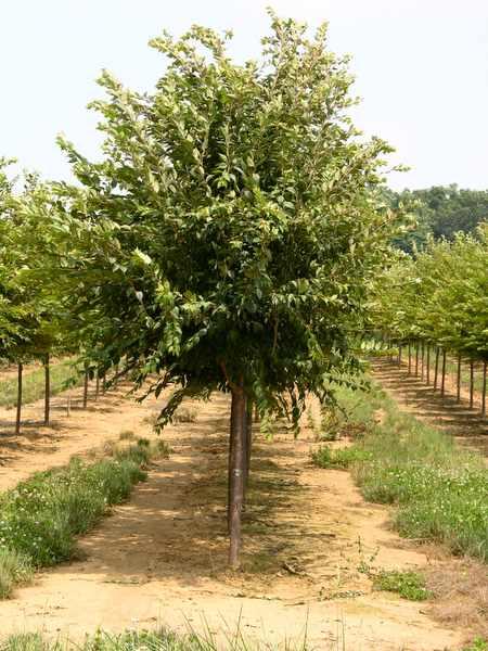Prunus serrulata Autumnalis — photo 1