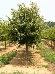 Prunus serrulata Autumnalis — photo 1