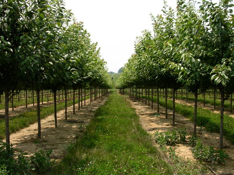 Prunus serrulata 'Kwanzan'