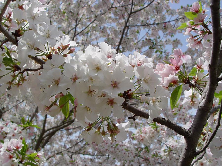 Prunus Shirofugen — photo 1
