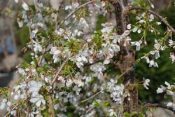Prunus Snowfountain''Snofozam' — photo 2