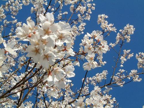 Prunus spachiana Usuzumi — photo 1