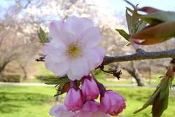 Prunus subhirtella 'Autumnalis' — photo 2