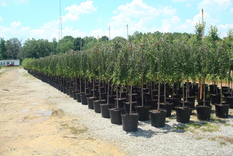 Prunus subhirtella var. 'Pendula' — photo 1