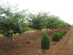 Prunus x Akebono — photo 1