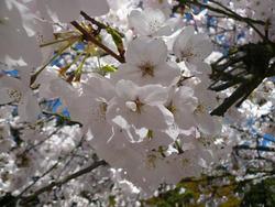 Prunus x Akebono — photo 2