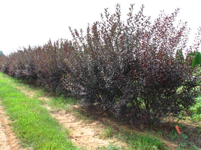 Prunus x 'Cistena' — photo 1