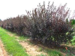 Prunus x 'Cistena' — photo 1