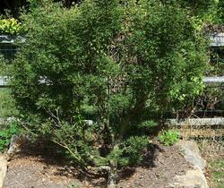 Acer palmatum 'Okushimo' — photo 1