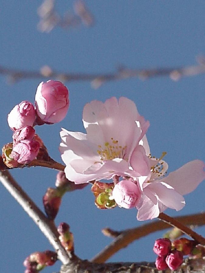 Prunus x subhirtella Accolade — photo 1