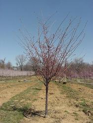 Prunus x subhirtella Accolade — photo 2