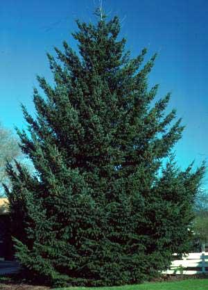 Pseudotsuga menziesii — photo 1