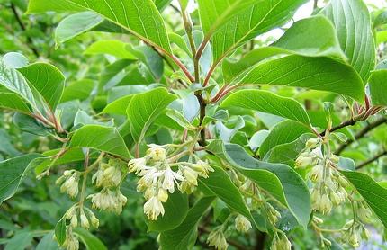 Pterostyrax corymbosa — photo 1