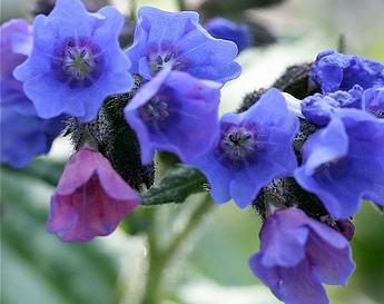 Pulmonaria cevenensis — photo 1
