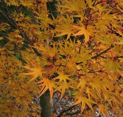 Acer palmatum 'Okushimo' — photo 2