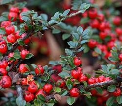 Pyracantha Mohave — photo 1