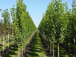 Pyrus calleryana 'Cleveland Select' — photo 1