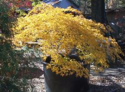 Acer palmatum 'Palmatifidium' — photo 1