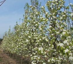 Pyrus calleryana 'Redspire' — photo 1
