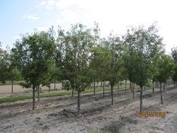Pyrus calleryana 'Aristocrat' — photo 1