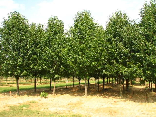 Pyrus calleryana 'New Bradford' — photo 1